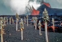 Kilauea eruption with molten lava and papaya trees near Kapoho Hawaii unknown photographer  