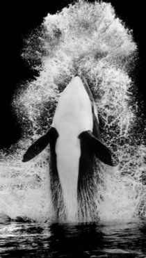 Killer Whale leaps from the water