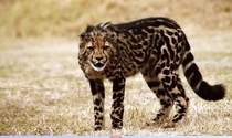 King Cheetah 