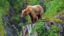 King of the hill A young Kodiak bear on Kodiak island Alaska