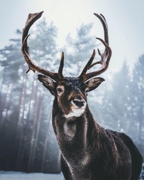 King of the Woods  had a staring contest with this proud fella the other day Instagram moners