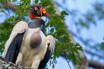 King Vulture Sarcoramphus papa displaying a full crop and caruncle wattle 