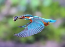 Kingfisher x - post from rpics 