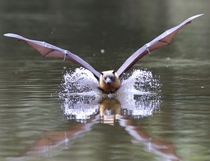 Kissing the water surface Flying fox