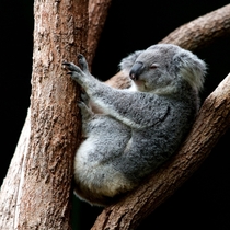 Koala doing what koalas do best Photo credit to Holger Link