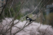 Korean Magpie 