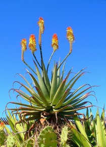 Krantz Aloe Aloe Arborescens 