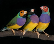Lady Gouldian finches photographed at the Pandemonium Aviaries in California by Michael D Kern 