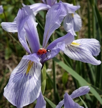 Ladybug pollinating Rocky Mountain Iris - Iris_missouriensis 