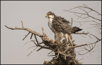 Laggar falcon Chappar Rajasthan India