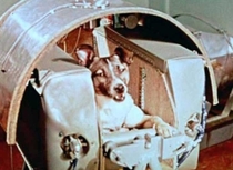 Laika the first dog in space has her capsule built around her No provisions were made for her return and she died in orbit November   