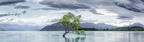 Lake Wanakas lonely willow tree New Zealand  photo by Timothy Poulton x-post rZealandHou