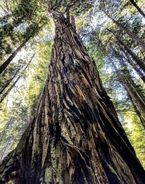 Land of Giants Redwood National Park California  x