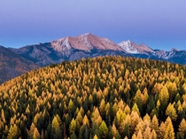Larch Trees during Fall in Montana 