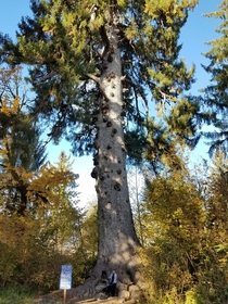 Largest Sitka Spruce Picea sitchensis in the world With my wife and dogs for scale Washington State 
