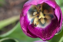 Lasioglossum bee inside a tulip