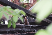 Last known inhabitant among the ruins of St Agnes Hospital Raleigh NC