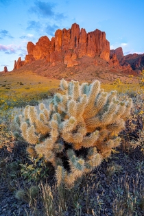 Last light hits the Superstition Mountains and this lonely Cholla cactus in Arizona Legend has it a Dutchman lost his gold here  x