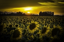 Last light on a sunflower field in Zamora CA OC x