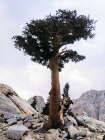 Last tree at the tree line on the hike up to the summit of Mt Whitney California  OC
