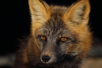 Late afternoon sun in the eyes of this Red Fox Vulpes vulpes Arctic National Wildlife Refuge  ireddit