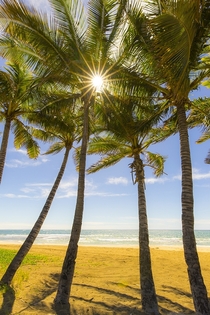 Late afternoon sun through the palms Kauai HI x 