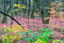 Late Fall Foliage Colors in Connecticut USA 