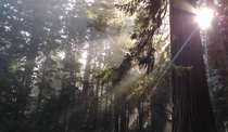 Late morning photo I took on our honeymoon in the Redwood National Forest 