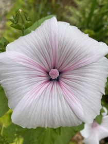 Lavatera Trimestris annual mallow Pink Blush variety  Taken with my iPhone