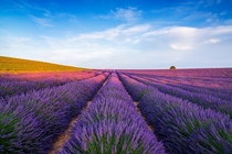 Lavender beauty in Provence France 