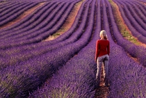Lavender Field in Provence France  photo by Klempa