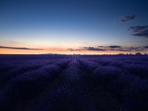 Lavender fields of Valensole France 