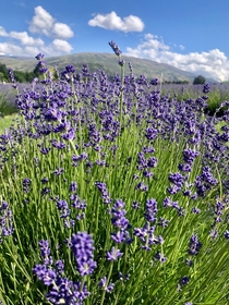 Lavender in Wanaka NZ