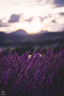 Lavender Sunset Scenic Rim Queensland 