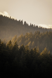 Layers of golden forestry in Southern British Columbia  sahandpiryaei