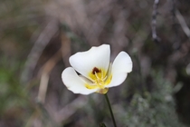 Leichtlins Mariposa Lily Calochortus leichtlinii Markleeville California 