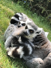 Lemur - Lemuroidea