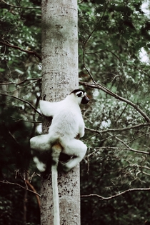 Lemur up a tree Madagascar