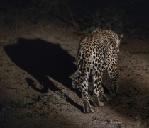 Leopard at night in South Africa