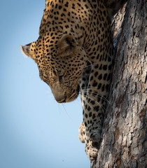Leopard coming down a tree 