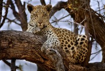 Leopard in a tree Panthera pardus pardus Okavango Delta Botswan 