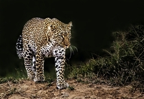 Leopard Kenya Photo credit to David Clode