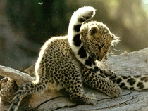 Leopard Panthera Pardus cub playing with its mothers tail 