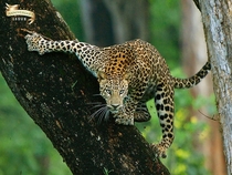 Leopard Panthera Pardus descending 