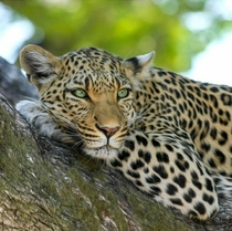 Leopard  Panthera Pardus  Kruger National Park