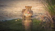 Leopard quenching its thirst at Wilpaththu National Park Sri Lanka Photo credit to Udara Karunarathna