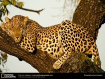 Leopard sleeping in a tree 