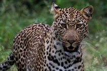 Leopard spotted in Kruger National Park South Africa  x  