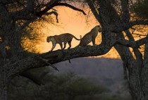Leopards at sunset 