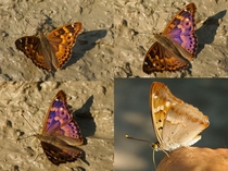 Lesser Purple Emperor Apatura ilia 